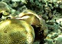 35- Poisson-epervier a l'affut - Passe de Kouare
